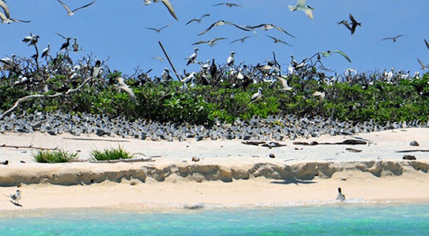 Tubbataha Bird Island, Philippines , Philippines